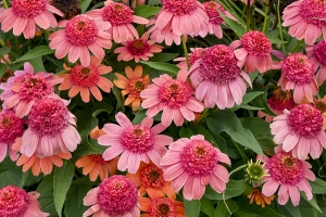 Echinacea 'Rainbow Sherbet' 